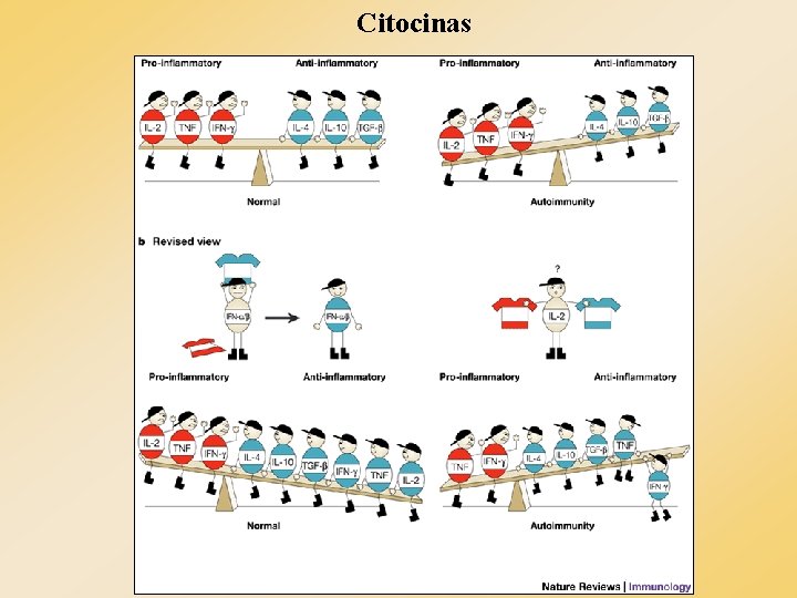 Citocinas Citocinas