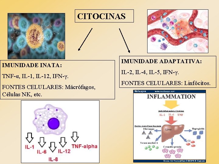 CITOCINAS IMUNIDADE INATA: TNF-α, IL-12, IFN-γ. FONTES CELULARES: Mácrófagos, Células NK, etc. IMUNIDADE ADAPTATIVA: CITOCINAS IMUNIDADE INATA: TNF-α, IL-12, IFN-γ. FONTES CELULARES: Mácrófagos, Células NK, etc. IMUNIDADE ADAPTATIVA: