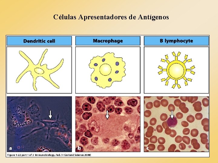 Células Apresentadores de Antígenos Células Apresentadores de Antígenos