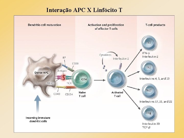 Interação APC X Linfócito T Interação APC X Linfócito T