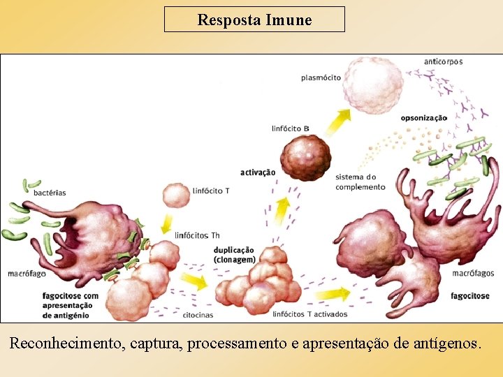 Resposta Imune Reconhecimento, captura, processamento e apresentação de antígenos. Resposta Imune Reconhecimento, captura, processamento e apresentação de antígenos.