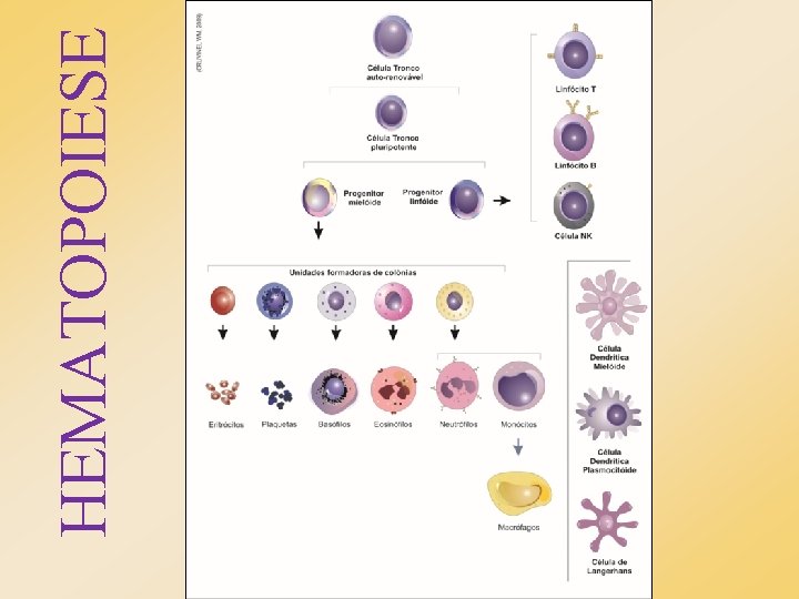 HEMATOPOIESE HEMATOPOIESE