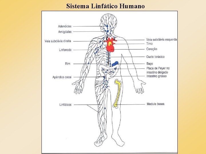 Sistema Linfático Humano Sistema Linfático Humano