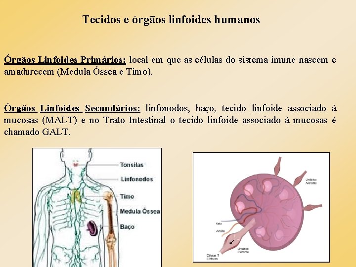 Tecidos e órgãos linfoides humanos Órgãos Linfoides Primários: local em que as células do Tecidos e órgãos linfoides humanos Órgãos Linfoides Primários: local em que as células do