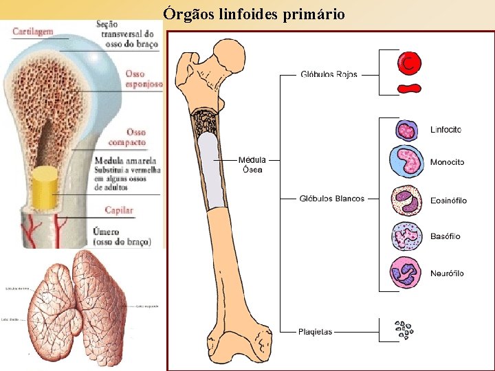 Órgãos linfoides primário Órgãos linfoides primário