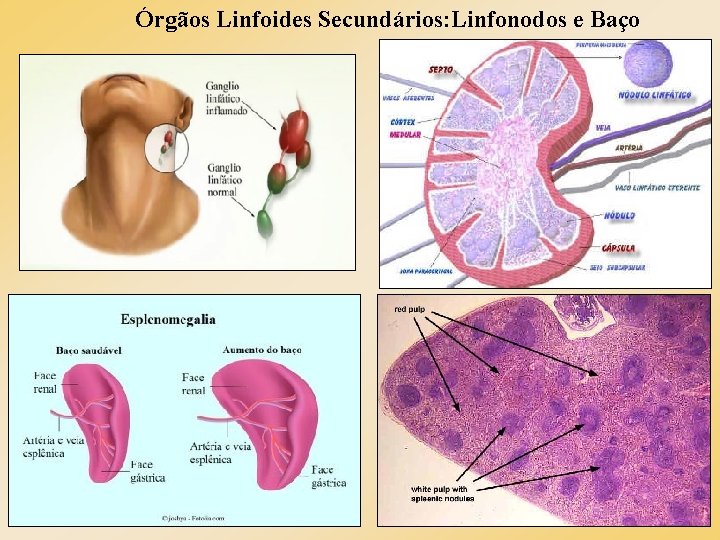 Órgãos Linfoides Secundários: Linfonodos e Baço Órgãos Linfoides Secundários: Linfonodos e Baço