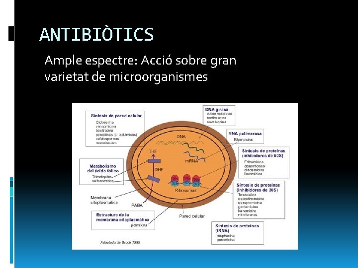 ANTIBIÒTICS Ample espectre: Acció sobre gran varietat de microorganismes 