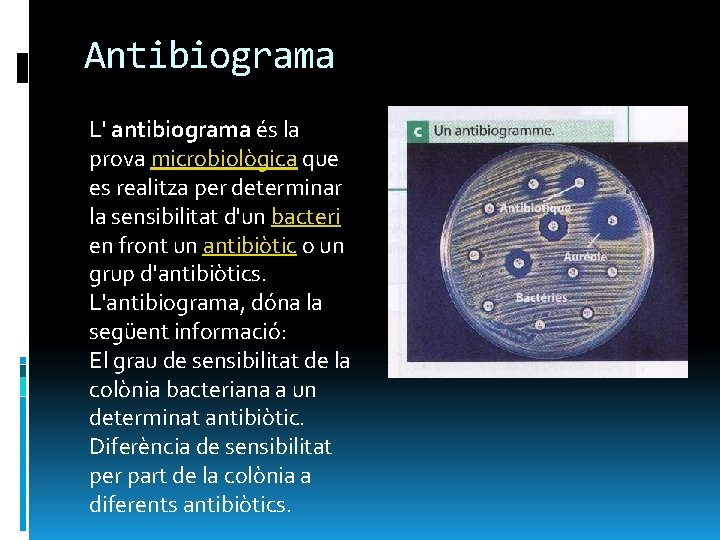 Antibiograma L' antibiograma és la prova microbiològica que es realitza per determinar la sensibilitat