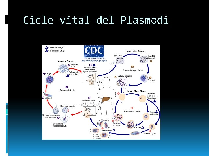 Cicle vital del Plasmodi 
