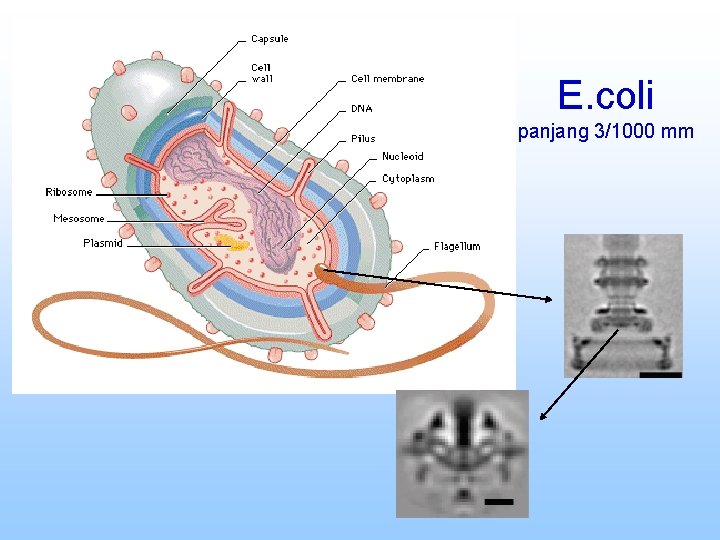 E. coli panjang 3/1000 mm 