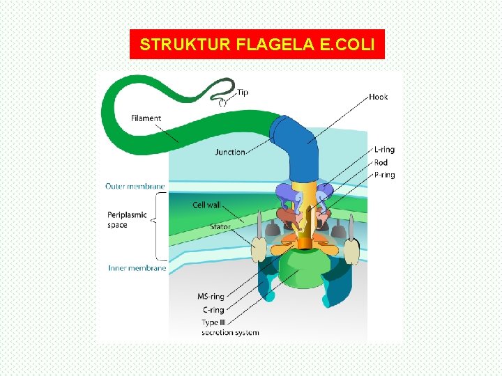 STRUKTUR FLAGELA E. COLI 