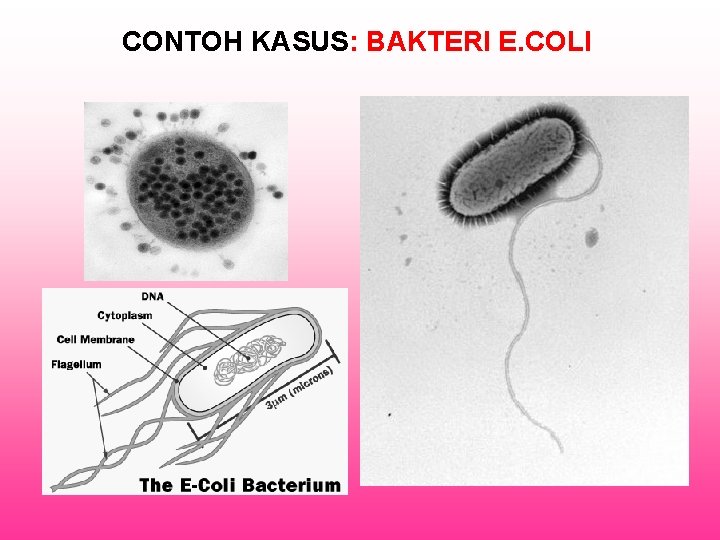 CONTOH KASUS: BAKTERI E. COLI 