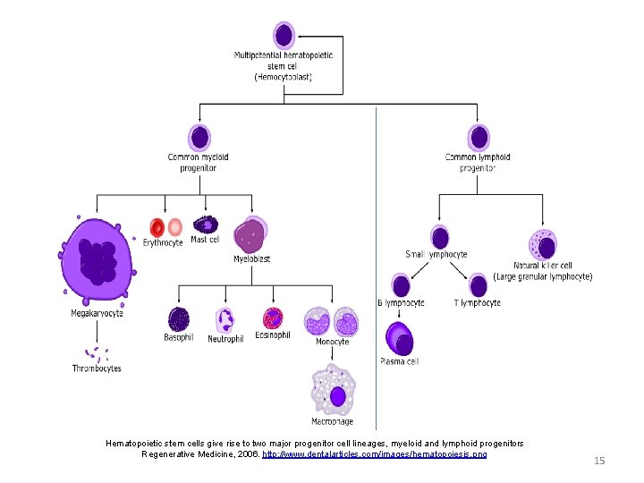 Hematopoietic stem cells give rise to two major progenitor cell lineages, myeloid and lymphoid