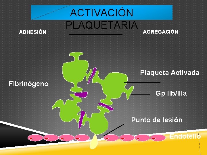 ADHESIÓN ACTIVACIÓN PLAQUETARIA AGREGACIÓN Plaqueta Activada Fibrinógeno Gp IIb/IIIa Punto de lesión Endotelio 