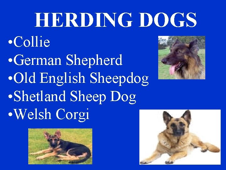 HERDING DOGS • Collie • German Shepherd • Old English Sheepdog • Shetland Sheep