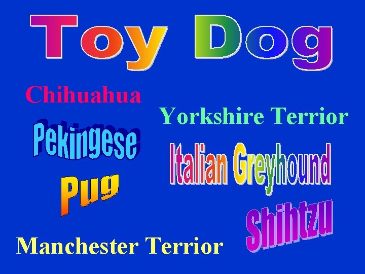Chihuahua Yorkshire Terrior Manchester Terrior 
