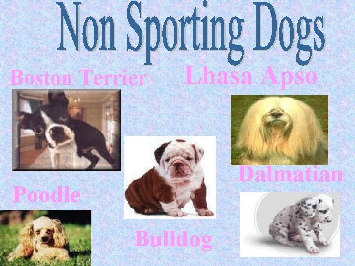 Boston Terrier Lhasa Apso Dalmatian Poodle Bulldog 