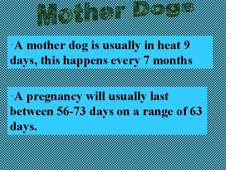 ·A mother dog is usually in heat 9 days, this happens every 7 months