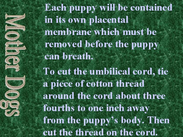 Each puppy will be contained in its own placental membrane which must be removed