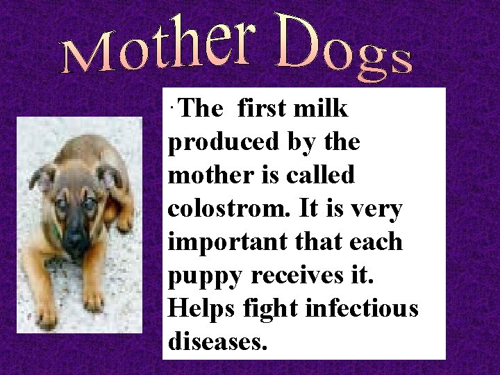 ·The first milk produced by the mother is called colostrom. It is very important