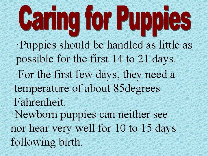 ·Puppies should be handled as little as possible for the first 14 to 21