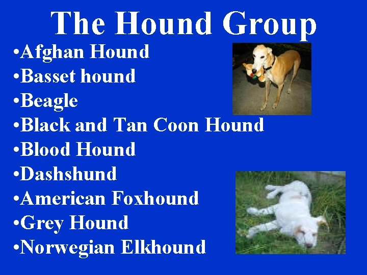 The Hound Group • Afghan Hound • Basset hound • Beagle • Black and