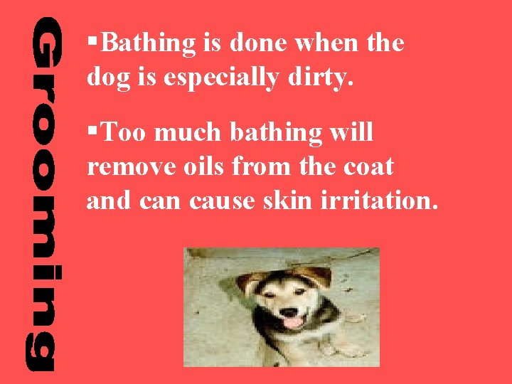 §Bathing is done when the dog is especially dirty. §Too much bathing will remove