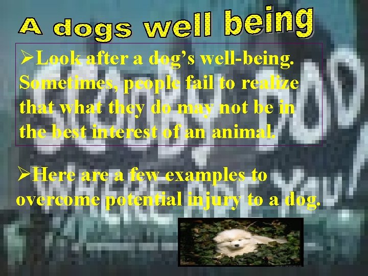 ØLook after a dog’s well-being. Sometimes, people fail to realize that what they do