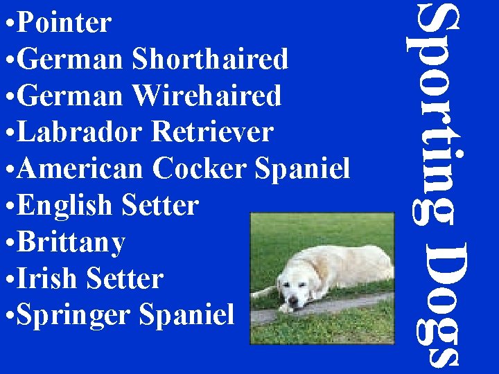 Sporting Dogs • Pointer • German Shorthaired • German Wirehaired • Labrador Retriever •