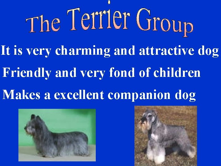 It is very charming and attractive dog Friendly and very fond of children Makes