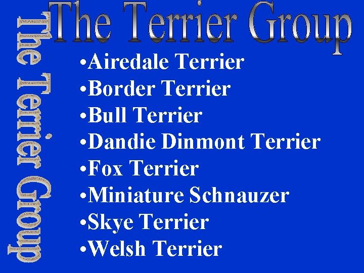  • Airedale Terrier • Border Terrier • Bull Terrier • Dandie Dinmont Terrier