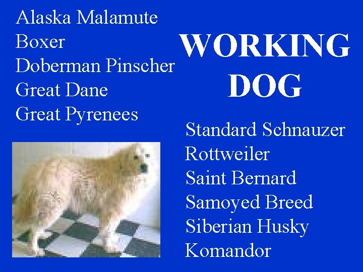 Alaska Malamute Boxer Doberman Pinscher Great Dane Great Pyrenees WORKING DOG Standard Schnauzer Rottweiler