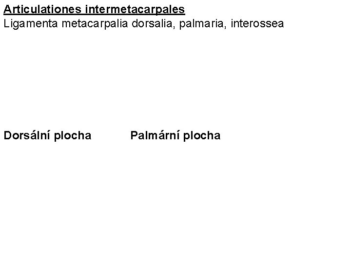 Articulationes intermetacarpales Ligamenta metacarpalia dorsalia, palmaria, interossea Dorsální plocha Palmární plocha 