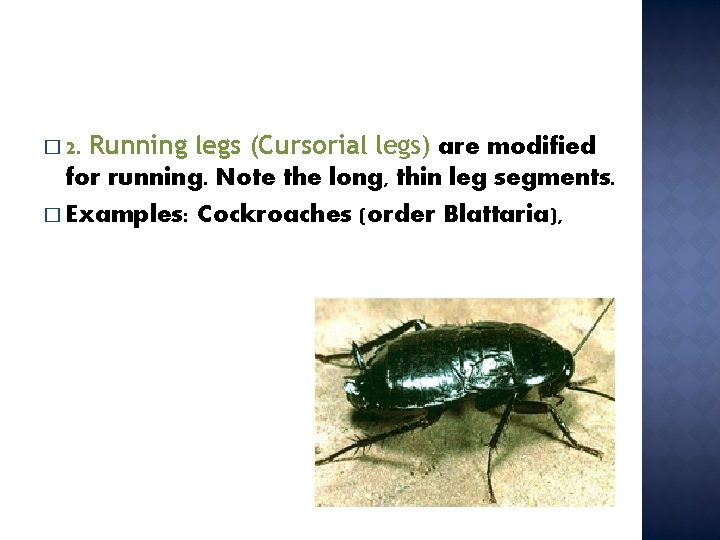 Running legs (Cursorial legs) are modified for running. Note the long, thin leg segments.