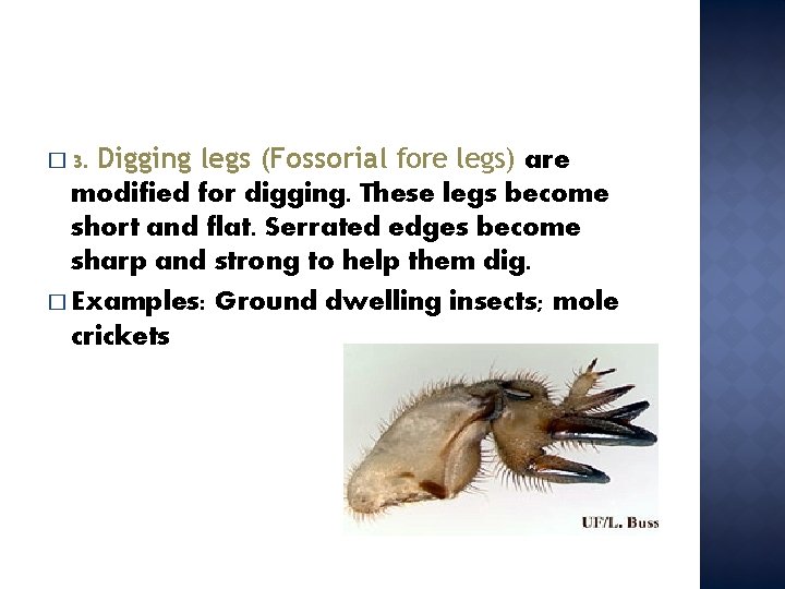 Digging legs (Fossorial fore legs) are modified for digging. These legs become short and