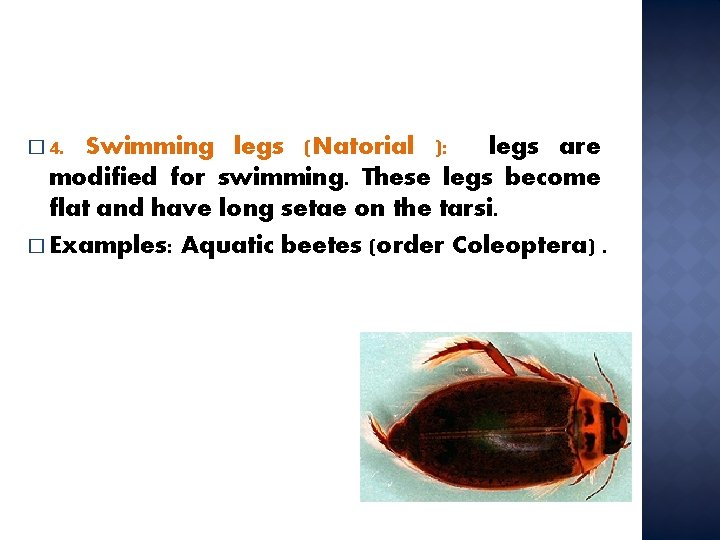 � 4. Swimming legs (Natorial ): legs are modified for swimming. These legs become