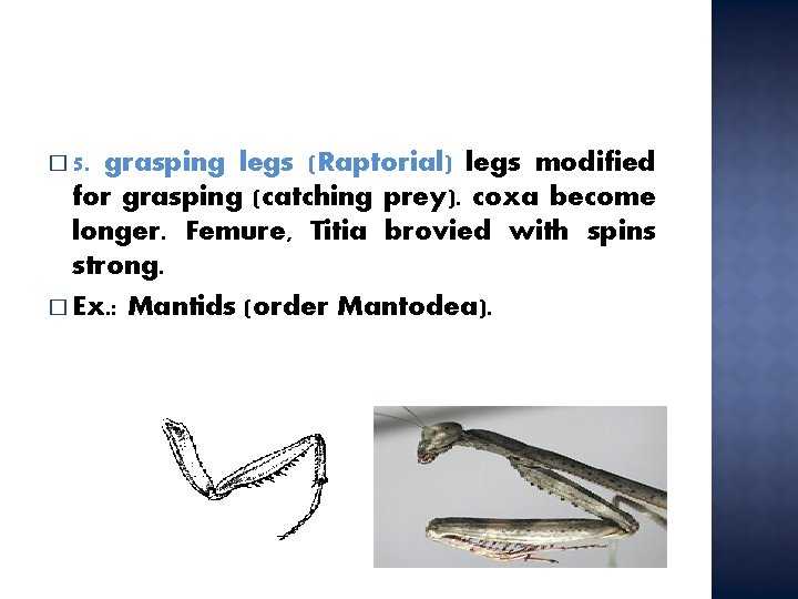 � 5. grasping legs (Raptorial) legs modified for grasping (catching prey). coxa become longer.