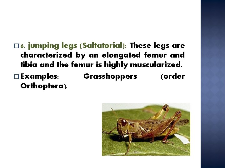 � 6. jumping legs (Saltatorial): These legs are characterized by an elongated femur and