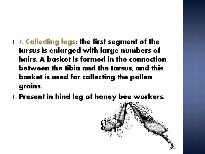 � 7. Collecting legs: the first segment of the tarsus is enlarged with large