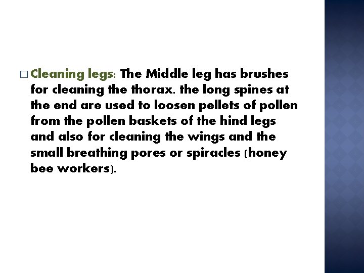 � Cleaning legs: The Middle leg has brushes for cleaning the thorax. the long