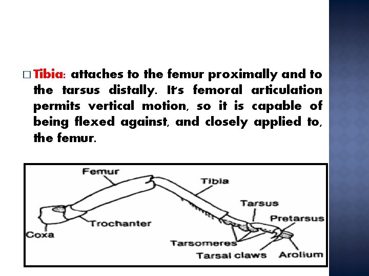 � Tibia: attaches to the femur proximally and to the tarsus distally. It's femoral