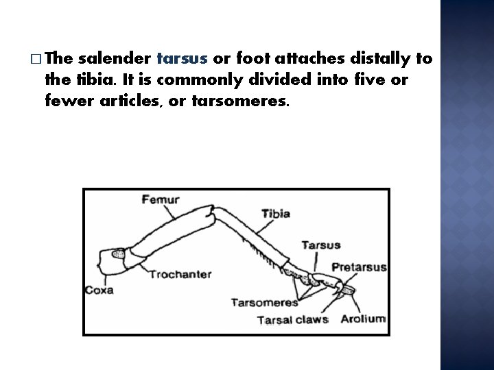 � The salender tarsus or foot attaches distally to the tibia. It is commonly