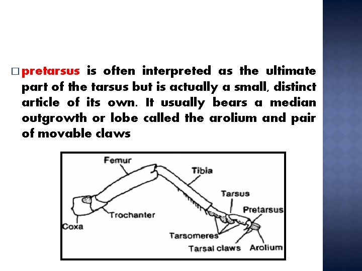 � pretarsus is often interpreted as the ultimate part of the tarsus but is