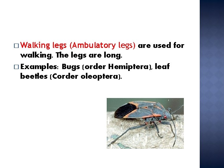 � Walking legs (Ambulatory legs) are used for walking. The legs are long. �