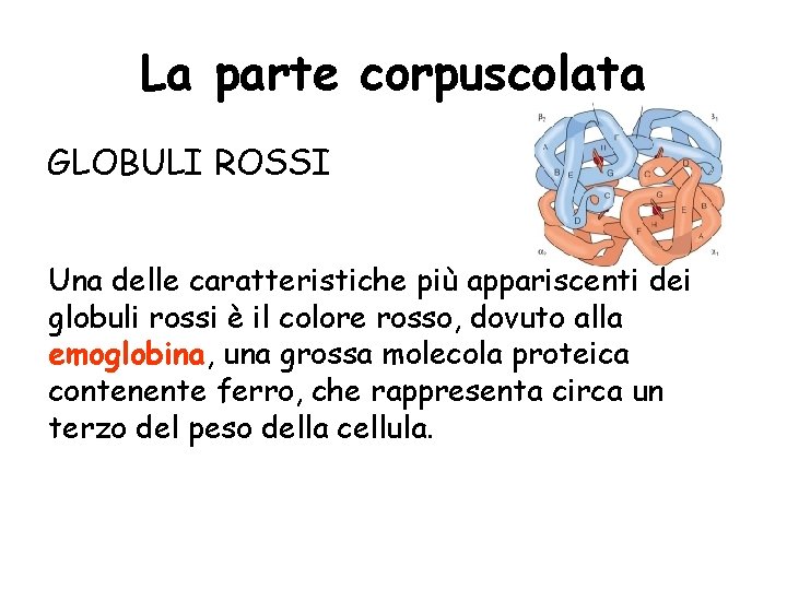 La parte corpuscolata GLOBULI ROSSI Una delle caratteristiche più appariscenti dei globuli rossi è
