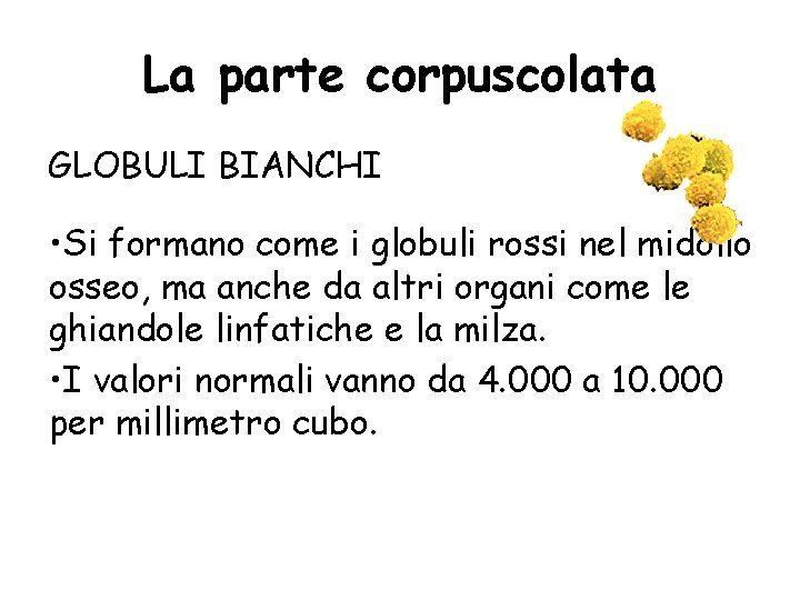 La parte corpuscolata GLOBULI BIANCHI • Si formano come i globuli rossi nel midollo