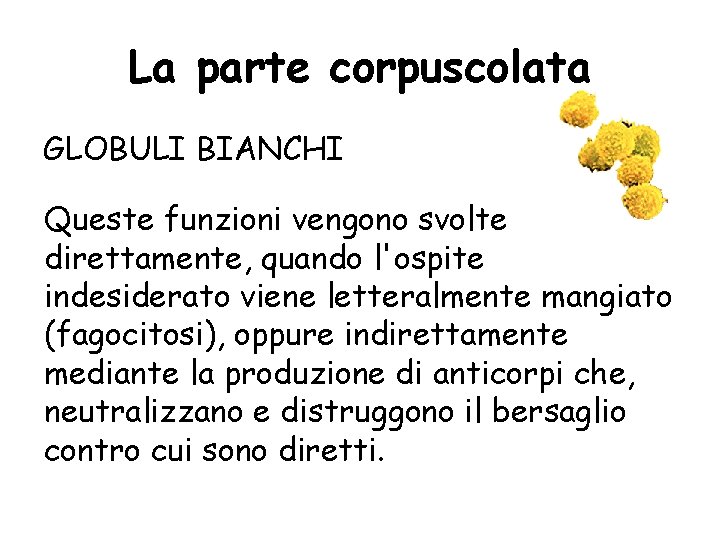 La parte corpuscolata GLOBULI BIANCHI Queste funzioni vengono svolte direttamente, quando l'ospite indesiderato viene