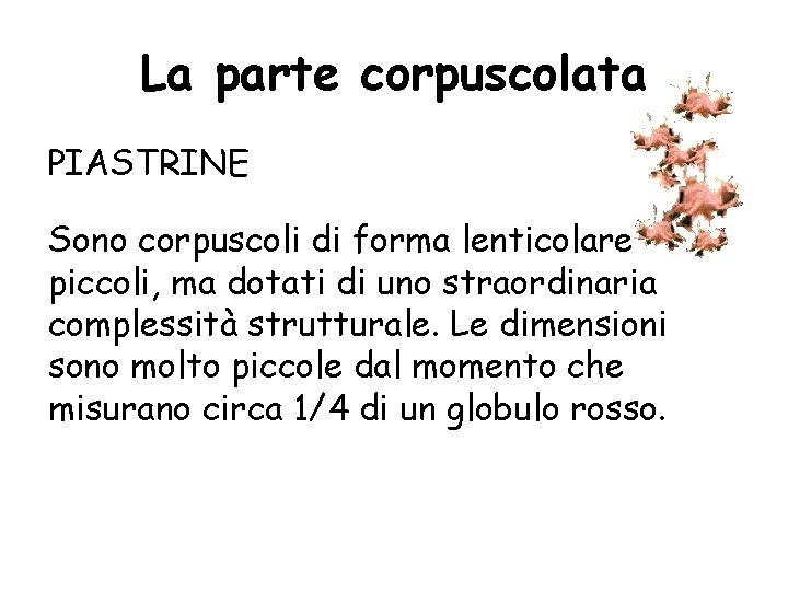 La parte corpuscolata PIASTRINE Sono corpuscoli di forma lenticolare piccoli, ma dotati di uno