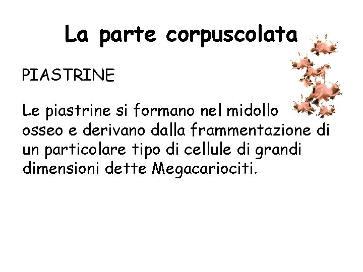 La parte corpuscolata PIASTRINE Le piastrine si formano nel midollo osseo e derivano dalla