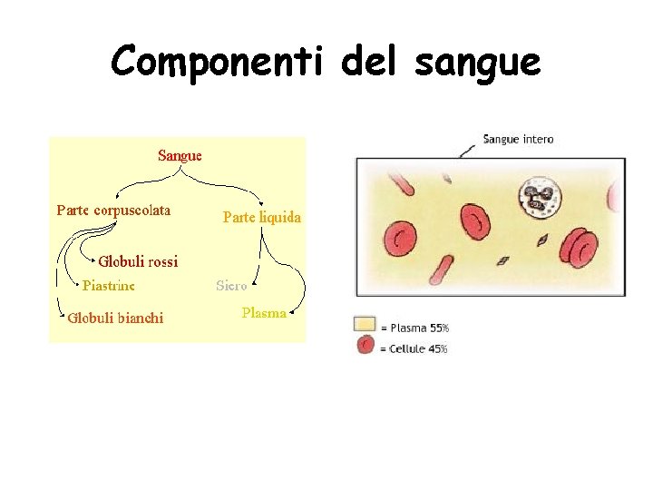 Componenti del sangue 